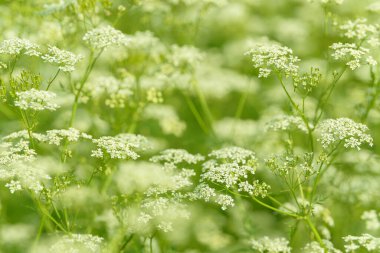 Çiçek tarlasını canlandırın. Yiyecek ve içecekler. Taze tıbbi bitki. Mevsimlik arka plan. Güneşli yaz gününde çiçek açan anason alan arkaplanı.
