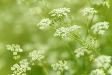 Çiçek tarlasını canlandırın. Yiyecek ve içecekler. Taze tıbbi bitki. Mevsimlik arka plan. Güneşli yaz gününde çiçek açan anason alan arkaplanı.