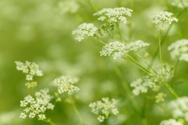 Çiçek tarlasını canlandırın. Yiyecek ve içecekler. Taze tıbbi bitki. Mevsimlik arka plan. Güneşli yaz gününde çiçek açan anason alan arkaplanı.