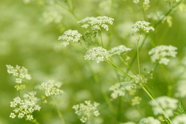 Çiçek tarlasını canlandırın. Yiyecek ve içecekler. Taze tıbbi bitki. Mevsimlik arka plan. Güneşli yaz gününde çiçek açan anason alan arkaplanı.