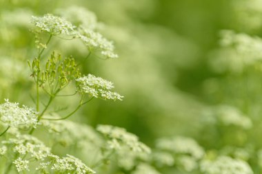 Çiçek tarlasını canlandırın. Yiyecek ve içecekler. Taze tıbbi bitki. Mevsimlik arka plan. Güneşli yaz gününde çiçek açan anason alan arkaplanı.