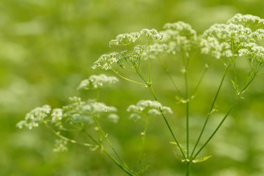 Çiçek tarlasını canlandırın. Yiyecek ve içecekler. Taze tıbbi bitki. Mevsimlik arka plan. Güneşli yaz gününde çiçek açan anason alan arkaplanı.