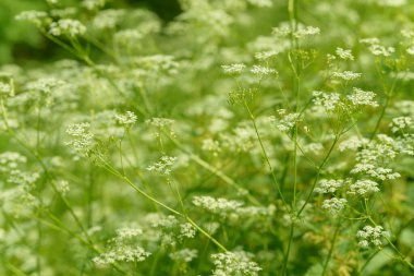 Çiçek tarlasını canlandırın. Yiyecek ve içecekler. Taze tıbbi bitki. Mevsimlik arka plan. Güneşli yaz gününde çiçek açan anason alan arkaplanı.
