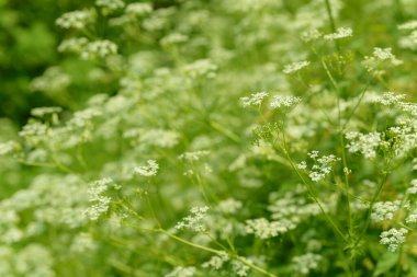 Çiçek tarlasını canlandırın. Yiyecek ve içecekler. Taze tıbbi bitki. Mevsimlik arka plan. Güneşli yaz gününde çiçek açan anason alan arkaplanı.
