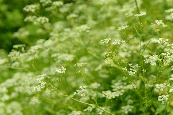 Anýzové Květinové Pole Jídlo Pití Čerstvá Léčivá Rostlina Sezónní Pozadí — Stock fotografie