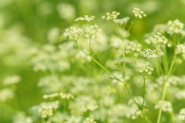 Çiçek tarlasını canlandırın. Yiyecek ve içecekler. Taze tıbbi bitki. Mevsimlik arka plan. Güneşli yaz gününde çiçek açan anason alan arkaplanı.