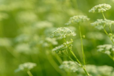 Çiçek tarlasını canlandırın. Yiyecek ve içecekler. Taze tıbbi bitki. Mevsimlik arka plan. Güneşli yaz gününde çiçek açan anason alan arkaplanı.
