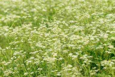 Çiçek tarlasını canlandırın. Yiyecek ve içecekler. Taze tıbbi bitki. Mevsimlik arka plan. Güneşli yaz gününde çiçek açan anason alan arkaplanı.