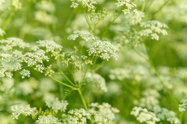 Çiçek tarlasını canlandırın. Yiyecek ve içecekler. Taze tıbbi bitki. Mevsimlik arka plan. Güneşli yaz gününde çiçek açan anason alan arkaplanı.