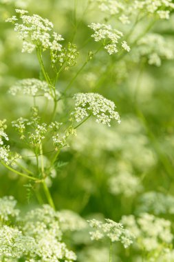 Çiçek tarlasını canlandırın. Yiyecek ve içecekler. Taze tıbbi bitki. Mevsimlik arka plan. Güneşli yaz gününde çiçek açan anason alan arkaplanı.