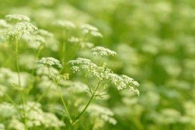 Çiçek tarlasını canlandırın. Yiyecek ve içecekler. Taze tıbbi bitki. Mevsimlik arka plan. Güneşli yaz gününde çiçek açan anason alan arkaplanı.