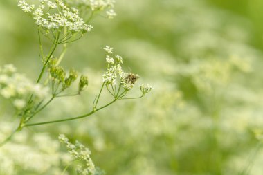 Arı bal için polen topluyor. Çiçek tarlasını canlandırın. Yiyecek ve içecekler. Taze tıbbi bitki. Mevsimlik arka plan. Güneşli yaz gününde çiçek açan anason alan arkaplanı.