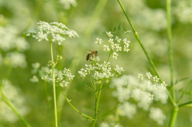Arı bal için polen topluyor. Çiçek tarlasını canlandırın. Yiyecek ve içecekler. Taze tıbbi bitki. Mevsimlik arka plan. Güneşli yaz gününde çiçek açan anason alan arkaplanı.
