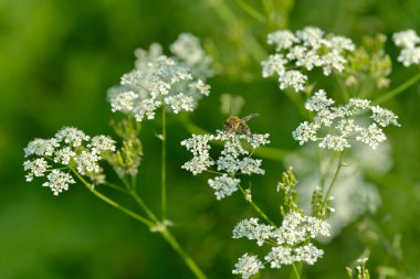 Arı bal için polen topluyor. Çiçek tarlasını canlandırın. Yiyecek ve içecekler. Taze tıbbi bitki. Mevsimlik arka plan. Güneşli yaz gününde çiçek açan anason alan arkaplanı.