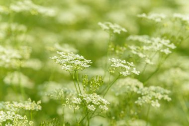 Çiçek tarlasını canlandırın. Yiyecek ve içecekler. Taze tıbbi bitki. Mevsimlik arka plan. Güneşli yaz gününde çiçek açan anason alan arkaplanı.