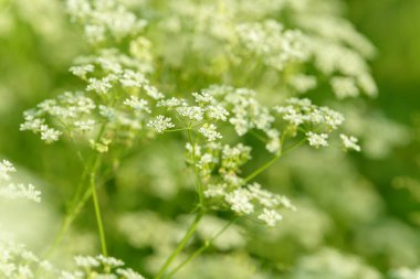 Çiçek tarlasını canlandırın. Yiyecek ve içecekler. Taze tıbbi bitki. Mevsimlik arka plan. Güneşli yaz gününde çiçek açan anason alan arkaplanı.