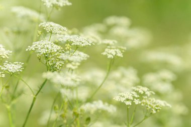 Çiçek tarlasını canlandırın. Yiyecek ve içecekler. Taze tıbbi bitki. Mevsimlik arka plan. Güneşli yaz gününde çiçek açan anason alan arkaplanı.