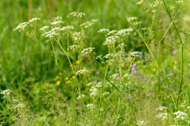 Çiçek tarlasını canlandırın. Yiyecek ve içecekler. Taze tıbbi bitki. Mevsimlik arka plan. Güneşli yaz gününde çiçek açan anason alan arkaplanı.