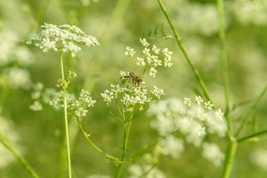 Arı bal için polen topluyor. Çiçek tarlasını canlandırın. Yiyecek ve içecekler. Taze tıbbi bitki. Mevsimlik arka plan. Güneşli yaz gününde çiçek açan anason alan arkaplanı.