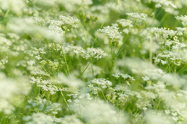 Anise Flower Field Food Drinks Ingredient Fresh Medicinal Plant Seasonal — Stock Photo, Image
