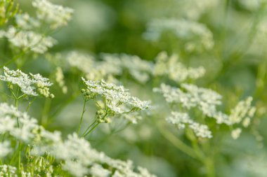 Çiçek tarlasını canlandırın. Yiyecek ve içecekler. Taze tıbbi bitki. Mevsimlik arka plan. Güneşli yaz gününde çiçek açan anason alan arkaplanı.
