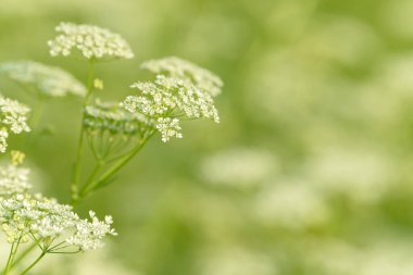 Çiçek tarlasını canlandırın. Yiyecek ve içecekler. Taze tıbbi bitki. Mevsimlik arka plan. Güneşli yaz gününde çiçek açan anason alan arkaplanı.