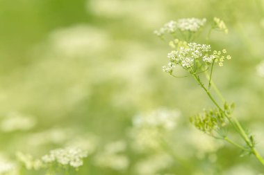 Çiçek tarlasını canlandırın. Yiyecek ve içecekler. Taze tıbbi bitki. Mevsimlik arka plan. Güneşli yaz gününde çiçek açan anason alan arkaplanı.