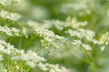 Çiçek tarlasını canlandırın. Yiyecek ve içecekler. Taze tıbbi bitki. Mevsimlik arka plan. Güneşli yaz gününde çiçek açan anason alan arkaplanı.