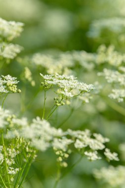 Çiçek tarlasını canlandırın. Yiyecek ve içecekler. Taze tıbbi bitki. Mevsimlik arka plan. Güneşli yaz gününde çiçek açan anason alan arkaplanı.