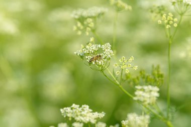 Arı bal için polen topluyor. Çiçek tarlasını canlandırın. Yiyecek ve içecekler. Taze tıbbi bitki. Mevsimlik arka plan. Güneşli yaz gününde çiçek açan anason alan arkaplanı.