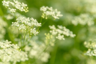 Çiçek tarlasını canlandırın. Yiyecek ve içecekler. Taze tıbbi bitki. Mevsimlik arka plan. Güneşli yaz gününde çiçek açan anason alan arkaplanı.