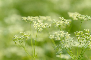 Çiçek tarlasını canlandırın. Yiyecek ve içecekler. Taze tıbbi bitki. Mevsimlik arka plan. Güneşli yaz gününde çiçek açan anason alan arkaplanı.