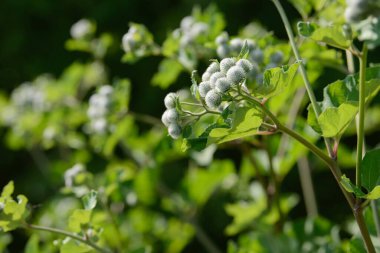 Burdock Arctium Lappa dikenli çiçek tarlası. Yiyecek ve içecekler. Taze tıbbi bitki. Mevsimlik arka plan. Güneşli yaz gününde çiçek açan burdock tomurcukları ve yaprakları. Daha iyi yenilebilir dulavrat otu.