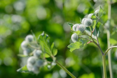 Burdock Arctium Lappa dikenli çiçek tarlası. Yiyecek ve içecekler. Taze tıbbi bitki. Mevsimlik arka plan. Güneşli yaz gününde çiçek açan burdock tomurcukları ve yaprakları. Daha iyi yenilebilir dulavrat otu.