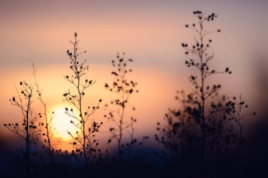 Renkli doğa günbatımı ya da gündoğumu arka planı. Ağaç veya çimen dalları silueti ve alacakaranlıkta tarlada yapraklar. Alacakaranlık güzel manzara duvar kağıdı. Doğal akşam arkaplanı.