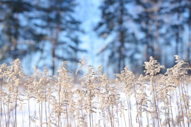 Kış karlı bir tarlada kuru çim ve çiçek dalları. Mevsimsel soğuk doğa geçmişi. Kış manzarası detayları. Yabani bitkiler donmuş ve çayırda kar ve buzla kaplanmış..