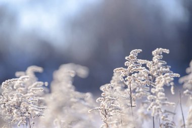 Kış karlı bir tarlada kuru çim ve çiçek dalları. Mevsimsel soğuk doğa geçmişi. Kış manzarası detayları. Yabani bitkiler donmuş ve çayırda kar ve buzla kaplanmış..