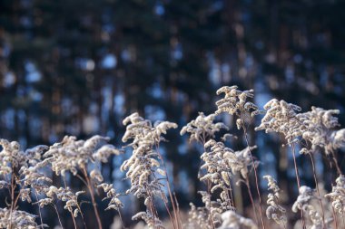 Kış karlı bir tarlada kuru çim ve çiçek dalları. Mevsimsel soğuk doğa geçmişi. Kış manzarası detayları. Yabani bitkiler donmuş ve çayırda kar ve buzla kaplanmış..