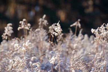 Kış karlı bir tarlada kuru çim ve çiçek dalları. Mevsimsel soğuk doğa geçmişi. Kış manzarası detayları. Yabani bitkiler donmuş ve çayırda kar ve buzla kaplanmış..