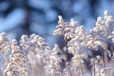 Kış karlı bir tarlada kuru çim ve çiçek dalları. Mevsimsel soğuk doğa geçmişi. Kış manzarası detayları. Yabani bitkiler donmuş ve çayırda kar ve buzla kaplanmış..