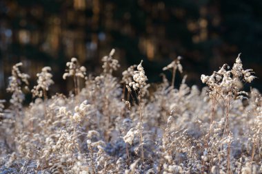 Kış karlı bir tarlada kuru çim ve çiçek dalları. Mevsimsel soğuk doğa geçmişi. Kış manzarası detayları. Yabani bitkiler donmuş ve çayırda kar ve buzla kaplanmış..