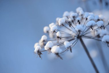 Kış karlı bir tarlada kuru çim ve çiçek dalları. Mevsimsel soğuk doğa geçmişi. Kış manzarası detayları. Yabani bitkiler donmuş ve çayırda kar ve buzla kaplanmış..