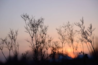 Renkli doğa günbatımı ya da gündoğumu arka planı. Ağaç veya çimen dalları silueti ve alacakaranlıkta tarlada yapraklar. Alacakaranlık güzel manzara duvar kağıdı. Doğal akşam arkaplanı.
