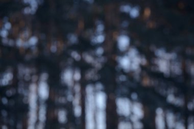 Güzel, yumuşak, kaymak gibi orman arka planı. Dağılmış vahşi doğa duvar kâğıdı. Gökyüzünün bulanık doğal görüntüsü ve güneş ışığıyla renklendirilmiş ağaçlar..