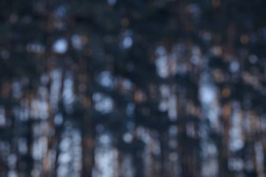 Güzel, yumuşak, kaymak gibi orman arka planı. Dağılmış vahşi doğa duvar kâğıdı. Gökyüzünün bulanık doğal görüntüsü ve güneş ışığıyla renklendirilmiş ağaçlar..