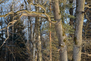Güzel vahşi doğa arka planı. Dallar ve gövdelerle karışık ormanlar yetişiyor. Oklar, huş ağaçları, çamlar, köknar, fındık ve diğer ağaçlarla temsil edilen bitki örtüsü. Mevsimlik doğal duvar kağıdı.