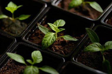 Genç bahçe bitkilerinin tohumları. Meyve veya sebze filizleri. Büyüyen kaplarda verimli topraklardan filizlenen kökler ve yapraklar. Tarım ürünlerinin oluşumu için tohum yetiştirmek.
