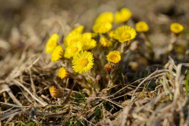 Tay ayağı ya da tay ayağı şifalı yabani ot. Tarlada yetişen Farfara Tussilago bitkisi. İlaç malzemesi olarak kullanılan genç çiçek. Çayır baharı çimen açıyor. Bir grup güzel sarı çiçek.