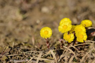 Tay ayağı ya da tay ayağı şifalı yabani ot. Tarlada yetişen Farfara Tussilago bitkisi. İlaç malzemesi olarak kullanılan genç çiçek. Çayır baharı çimen açıyor. Bir grup güzel sarı çiçek.