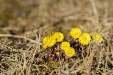 Tay ayağı ya da tay ayağı şifalı yabani ot. Tarlada yetişen Farfara Tussilago bitkisi. İlaç malzemesi olarak kullanılan genç çiçek. Çayır baharı çimen açıyor. Bir grup güzel sarı çiçek.